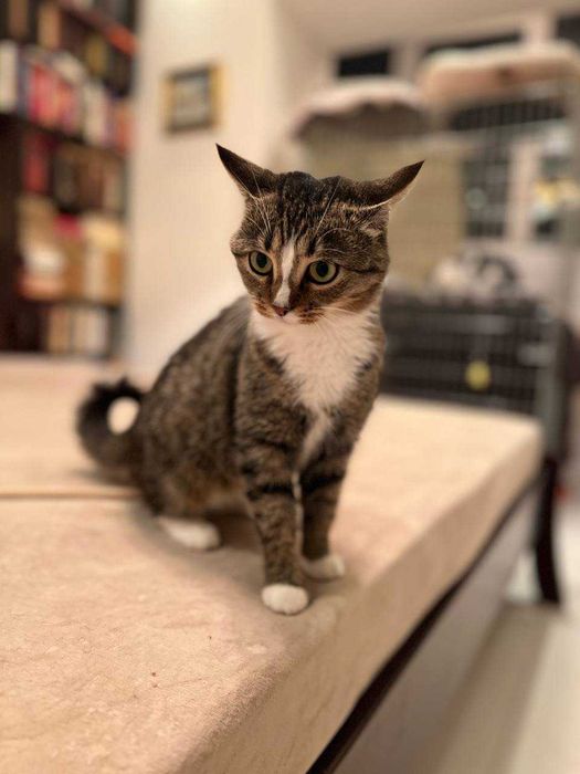 ніжна ,молоденька кицюня ,ще кошеня ,лагідна і акуратна