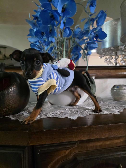 Pinczerek miniaturowy z rodowodem sunia