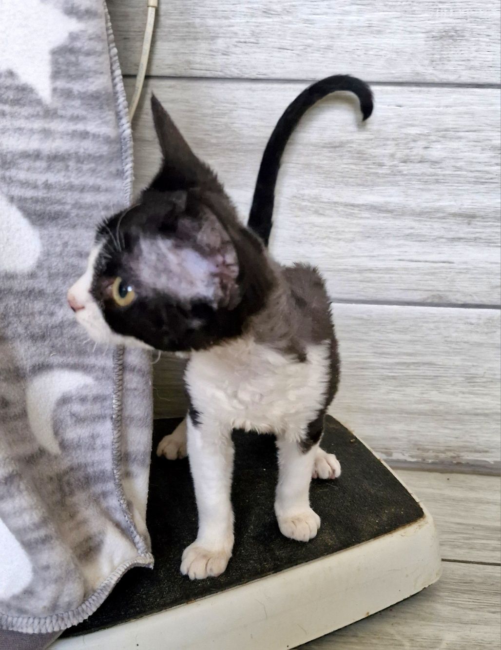 Devon Rex Pasja koteczka  czarno biała