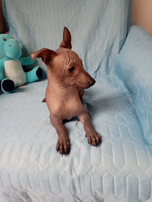 Nagi pies meksykański xolo miniatura