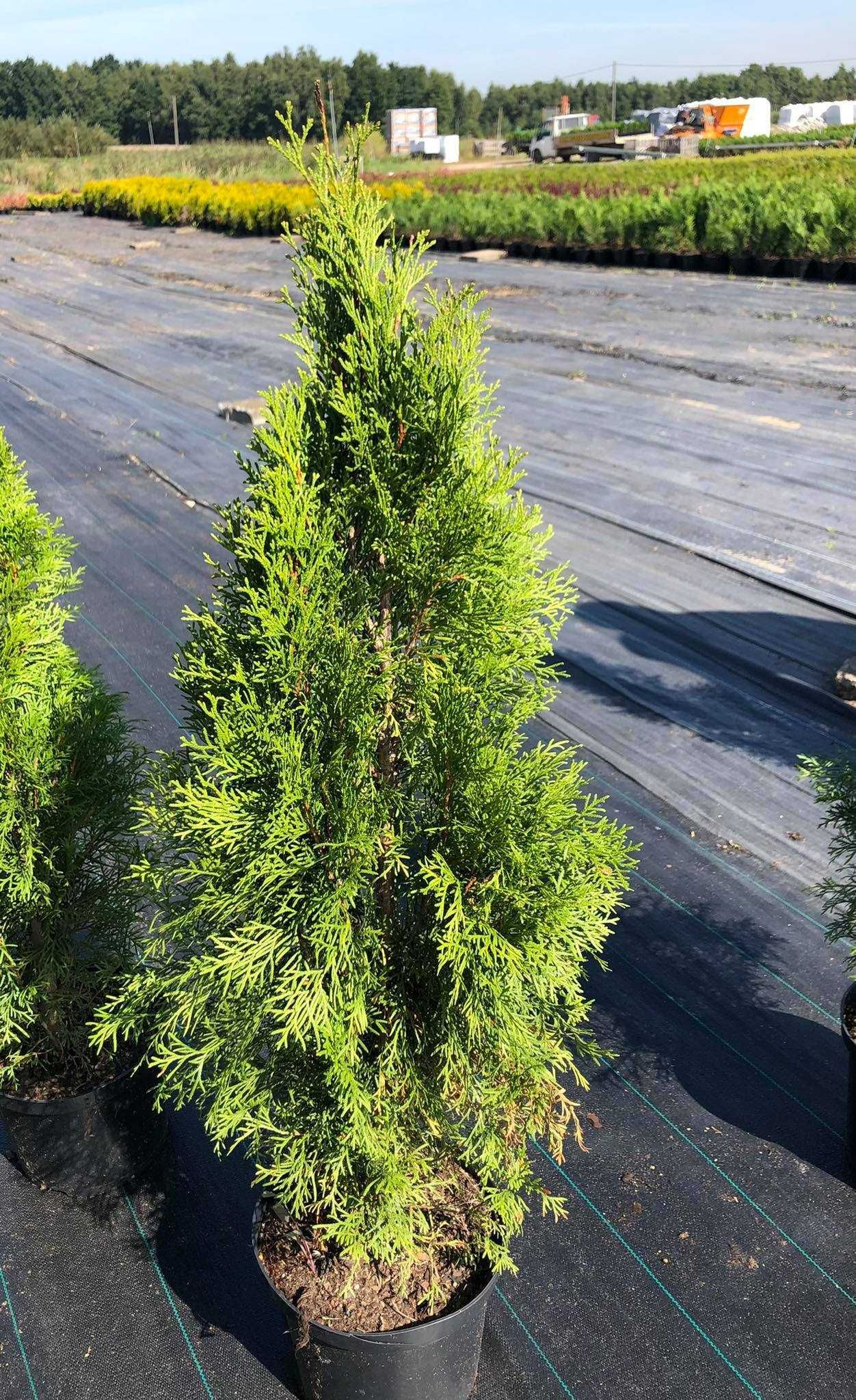 Tuja szmaragd, tuje od 80 do 250 cm! Thuja brabant do 270!