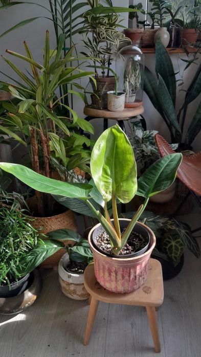Filodendron erubescens imperial green