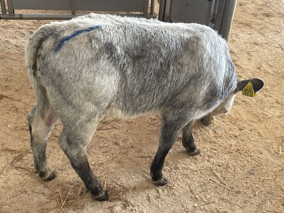 Cielaki byczki jałóweczki