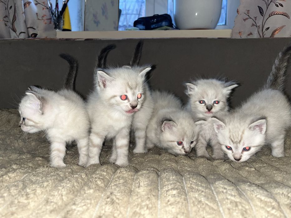 Сноу шу котята.