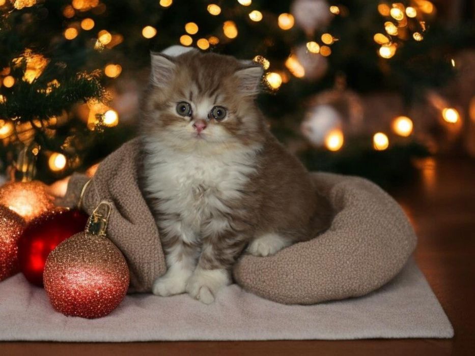 Kotka Brytyjska czekoladowa dymna