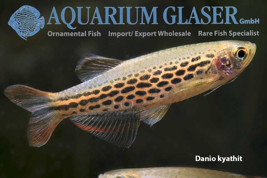 Danio kyathit  wild