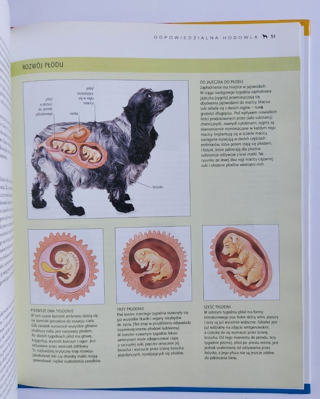 Wielka encyklopedia - Psy - Zdrowie