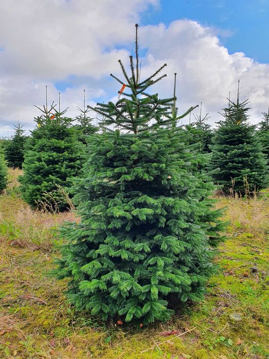 Jodła Kaukaska z plantacji cięta lub w donicy - tuchoinki.pl PLANTACJE