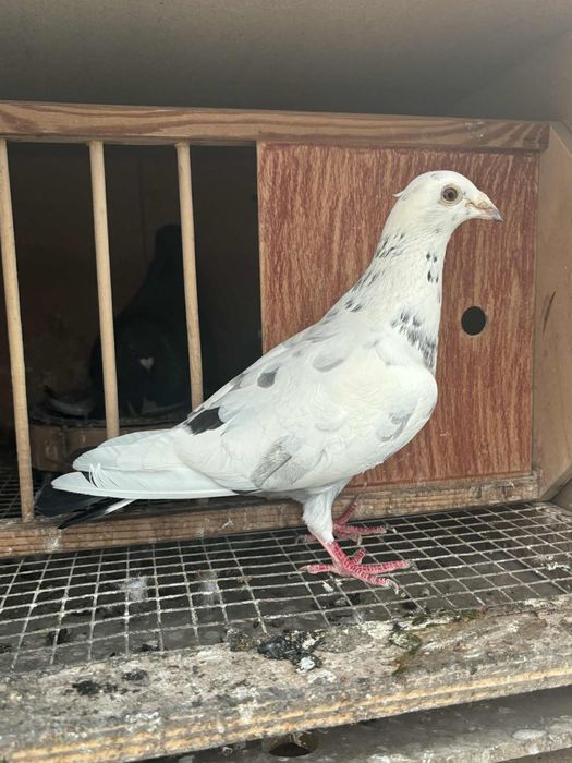 Gołębie pocztowe 100% Albert Hendrix