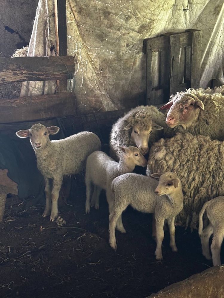 Барани вівці овечки