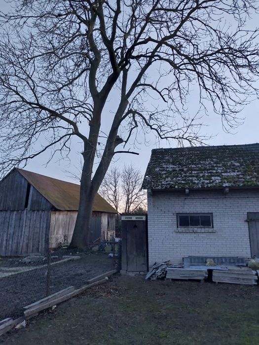 Drzewo Jesion cena do uzgodnienia