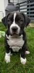 American Bully XL suczka