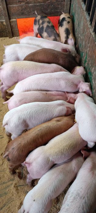 Поросята ф1+Кантор