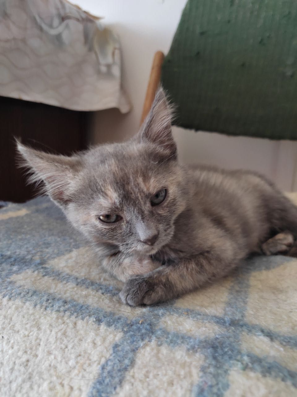 Необычный окрас бесплатно котенок