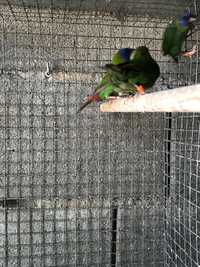 Aves exóticas tricolores verdes