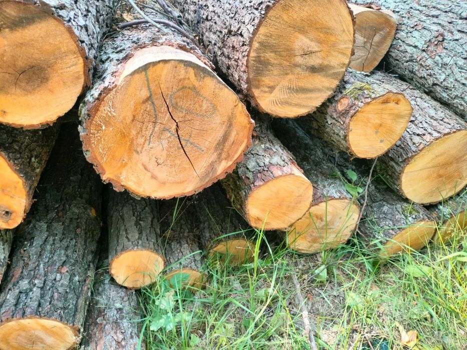 Drewno opałowe i kominkowe