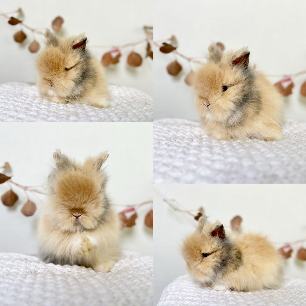 Króliczki Karzelek Teddy i Karzełek Niderlandzki Czysto rasowe z doku