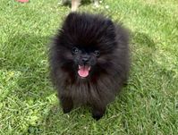 Szpic Miniaturowy Pomeranian czarny