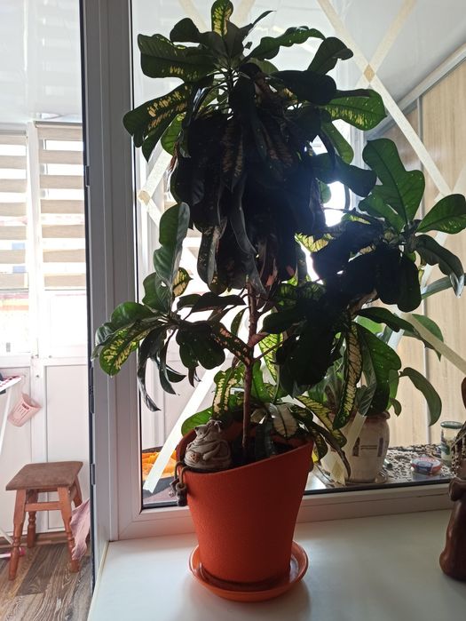 Кротон 1 м 10 сантиметрів