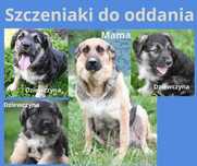 Szczeniaki do oddania