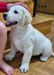 Biszkoptowa, żółta suczka labrador retriever ZKwP FCI