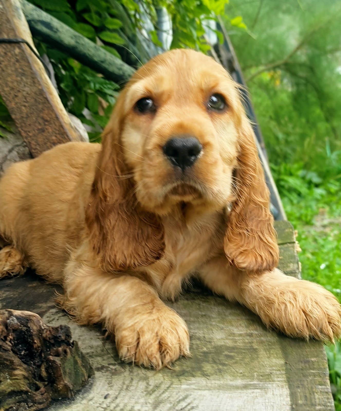 Piesek  złoty cocker spaniel