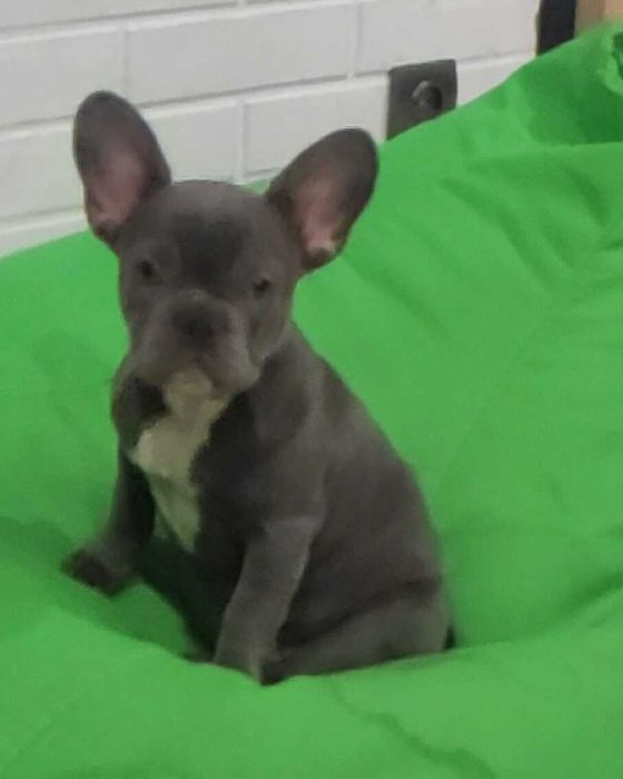 Девочка щенок французского бульдога голубого окраса без тигры