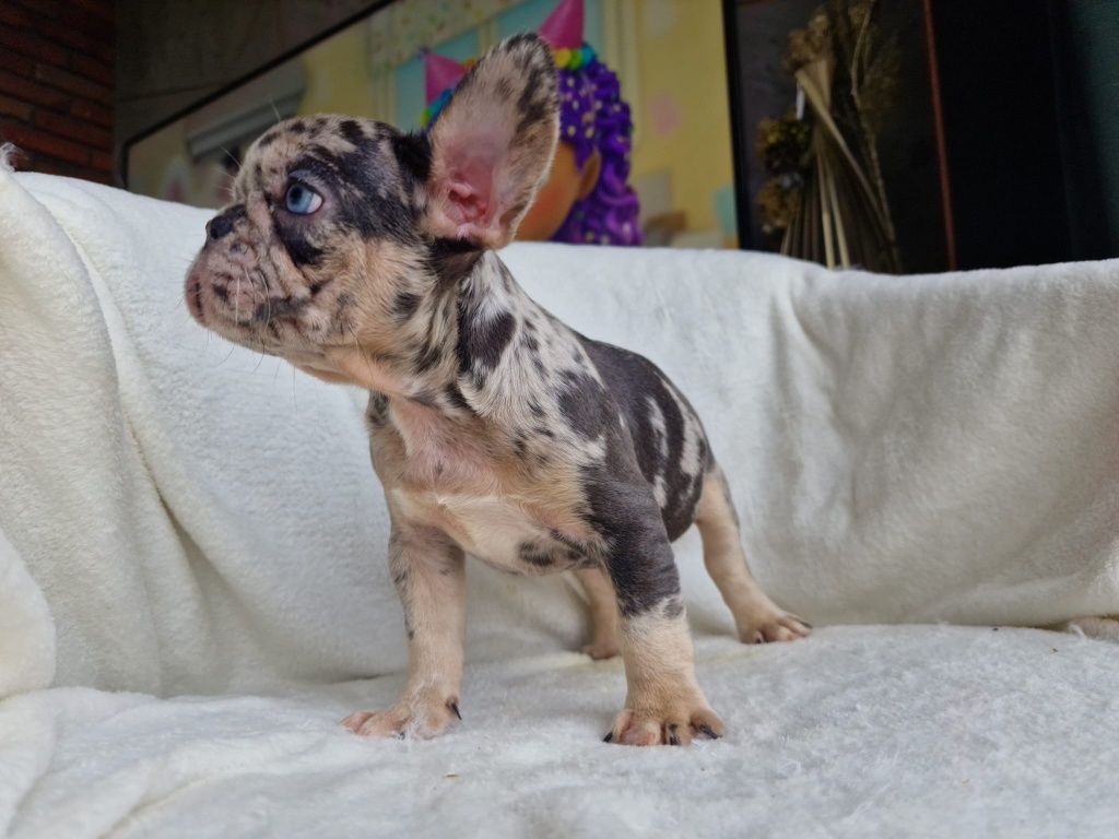 Buldog Francuski- Piesek  Blue Merle Tan