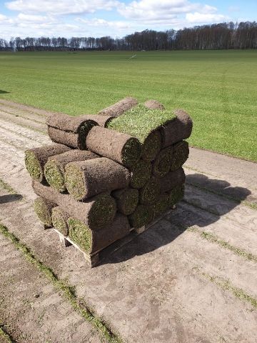 Trawa z rolki trawnik rolowany 40m2-Kurier GRATIS-Cała PL