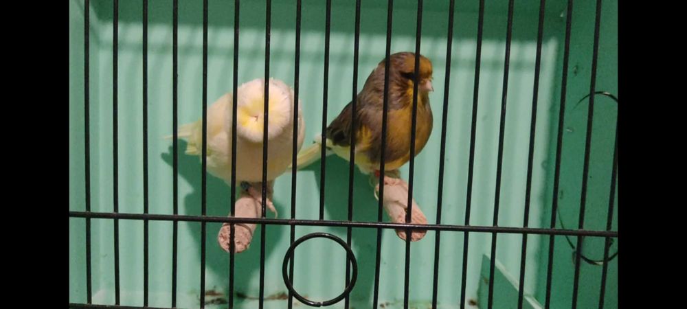 Casal canários Glosters