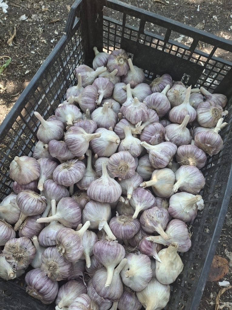 Продам часник сорту Ірен