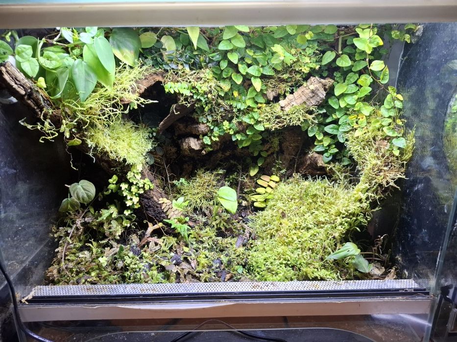 Terrarium dla drzewołazów