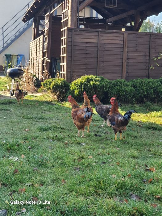 Koguciki 3 miesieczne