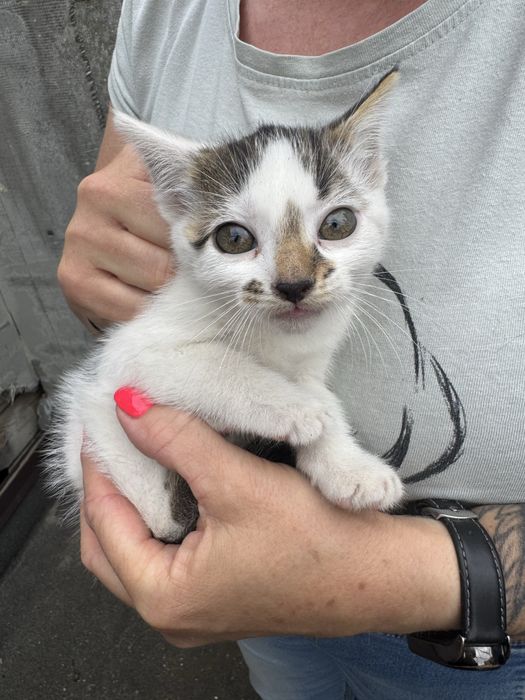 Kociaki do adopcji