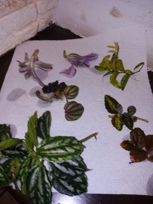 Zestaw roślin do terrarium