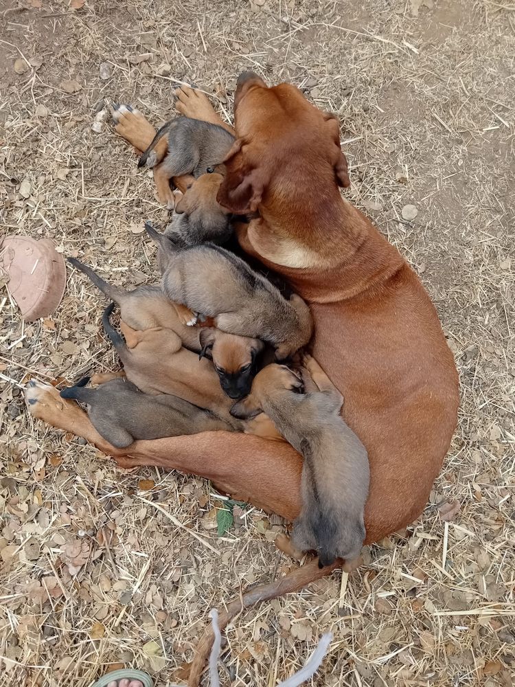 Cães Leao da Rodésia