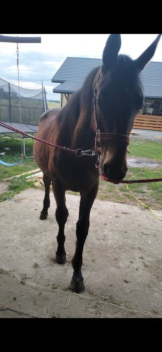 Klacz Śląska 20 miesięcy