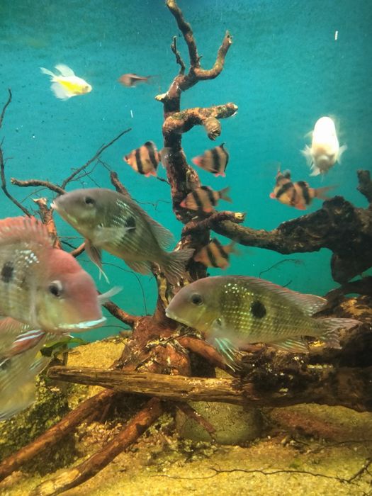 Геофагус красноголовый