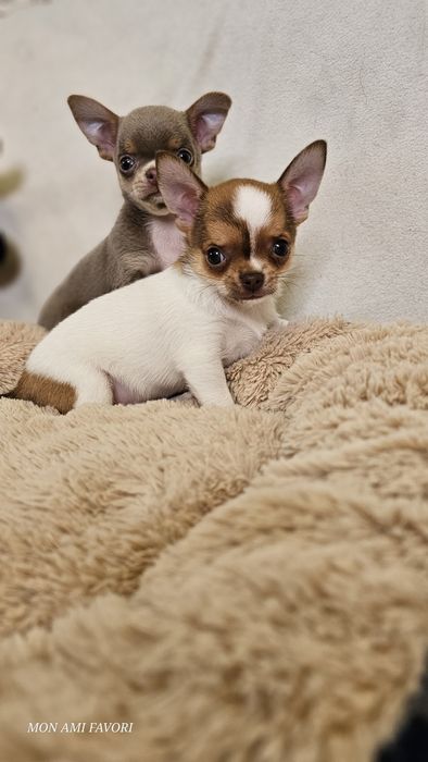 Класнючий хлопчик, КСУ