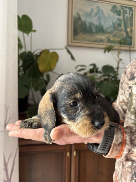 Jamnik szorstkowłosy