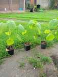 Paulownia tomentosa,drzewo tlenowe zamienie