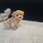 Maleńki Cudowny Chłopczyk Maltipoo