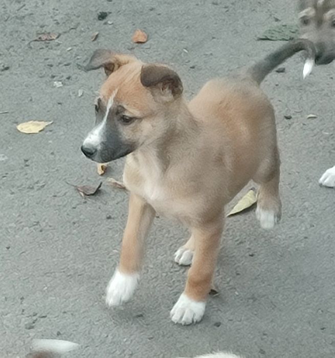 Цуценята в добрі руки (Бердичів і Житомир)