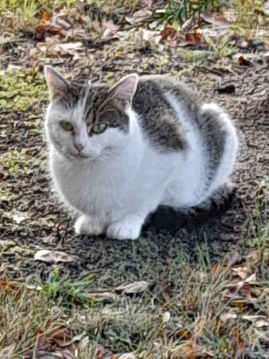 Oddam domu wychodzacego