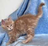 MAINE COON OKAZJA! Kotek Filip z rodowodem FPL, zdrowy, towarzyski