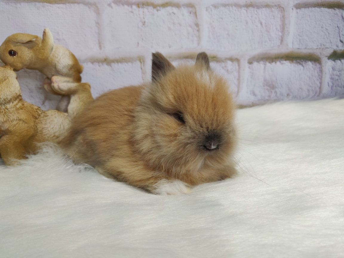 Piękne króliczki Karzełki Teddy. Wolne maluszki.