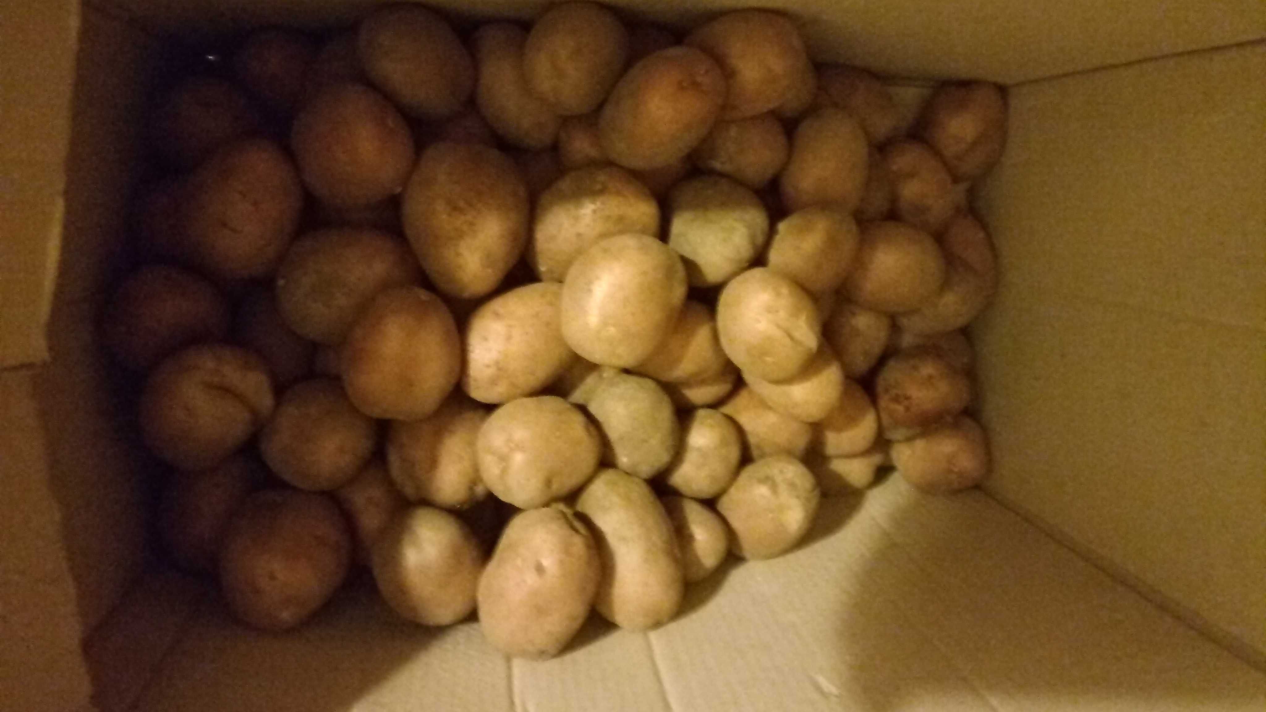 Продам відбірну картоплю Біла роса