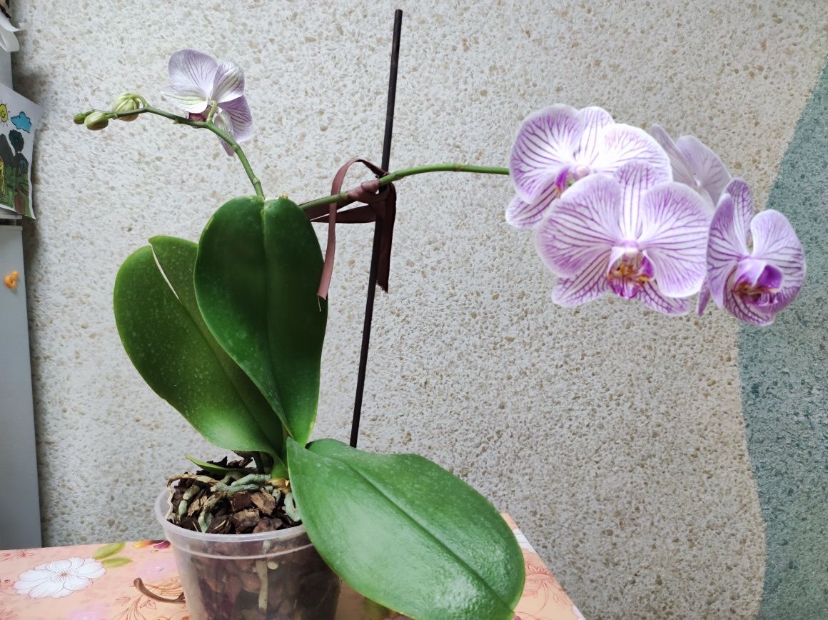 Орхідея велика квітка