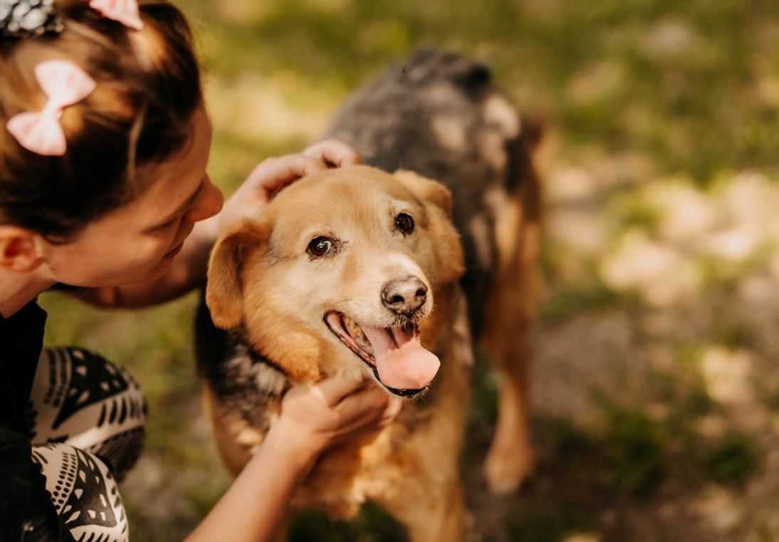 Cudowny, grzeczny seniorek poleca się do adopcji!!