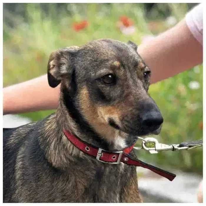 Собака Эля в хорошие руки